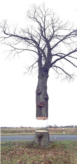 Illustration for article titled This simple optical illusion makes a tree look like it's floating